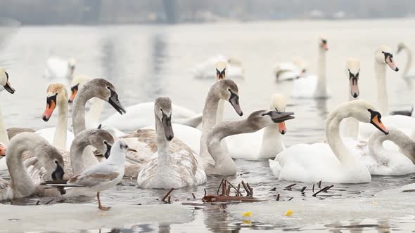  Swans On The Winter River. alt