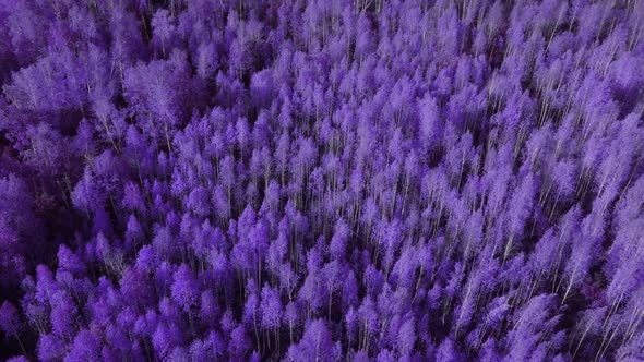 Autumn fantasy purple forest in Ural