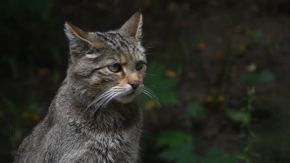 European wildcat portrait close up