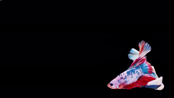 Slow motion of Siamese fighting fish (Betta splendens), well known name is Plakat Thai