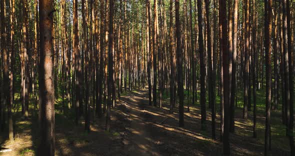 Flight among the pine forest in summer. Pinery. Aerial view