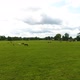 Herd of Horses in a Meadow in Summer - VideoHive Item for Sale
