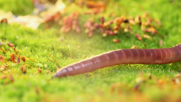 An Earthworm Is a Terrestrial Invertebrate That Belongs To the Class Clitellata alt