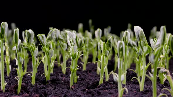 Green Sprouts Sprout From the Ground. The Beginning of a New Life in Nature in Spring, Pea Sprouts