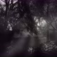 Foggy Night Forest - VideoHive Item for Sale
