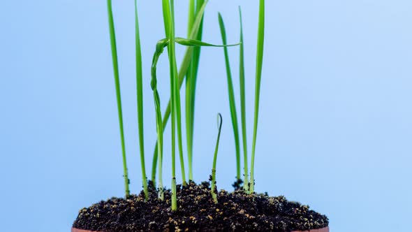 Wheat Sprout on Blue alt