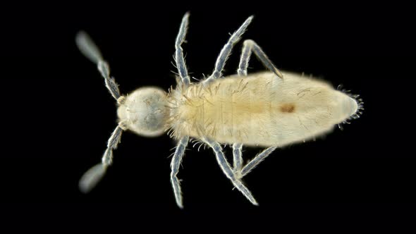 Collembola Insect or Springtail Under the Microscope alt
