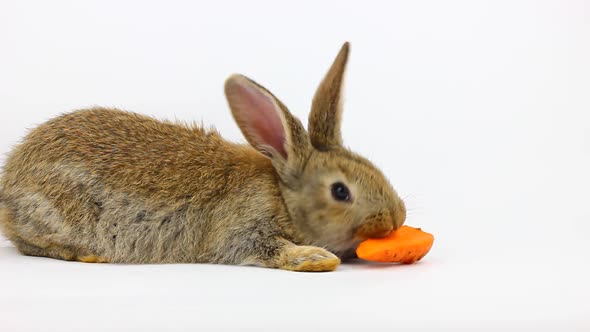 Little Fluffy Cute Brown Rabbit with Big Ears Eating a Ginger Carrot on a Gray Background alt