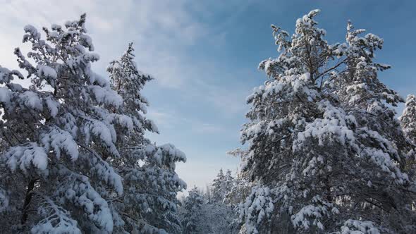 Pine firs against the blue sky alt