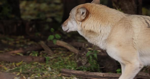 Wolf Canis Lupus Also Known As the Gray Wolf is the Largest Extant Member of the Family Canidae alt