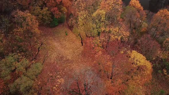 Flying Over the Park in Autumn Colorful Treetops