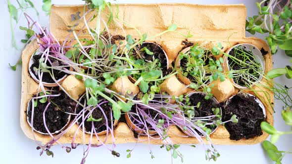 microgreens seedlings inside egg shells, growing micro-greenery for food alt