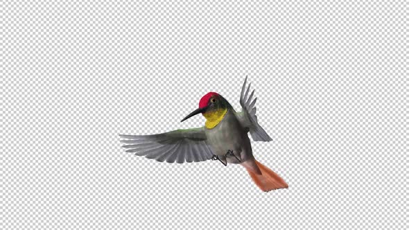 Hummingbird - Ruby Topaz - Feeding Flight Loop - Front Side Angle View Closeup - Alpha Channel