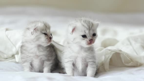 Cute Tabby Kittens Playing Under White Blanket alt