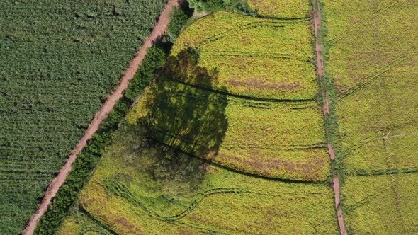 Rural road near farming landscape. Countryside rural scenery. alt