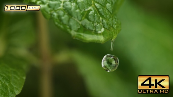 Droplet Dripping from Mint Leaf alt