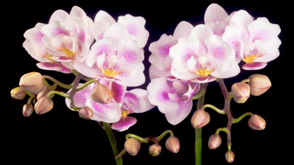 Blooming Pink Orchid Phalaenopsis Flowers alt