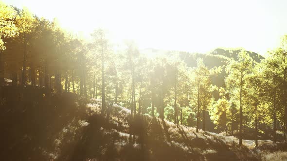 Valley with Autumn Trees Among the Mountains Lit By the Sun at Sunset alt