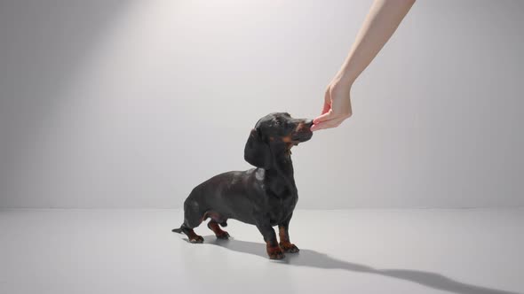 Black Dachshund Puppy is Waiting and Getting a Treat From the Hand of His Owner
