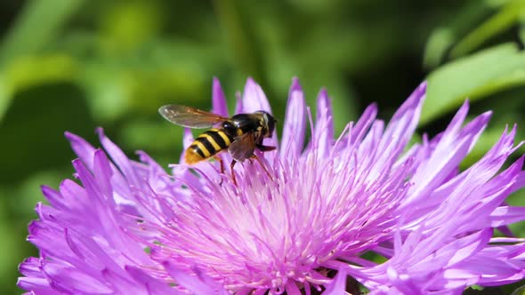 Honeybee Busy in Big Beautiful Flower in Spring Field, Nature Wildlife Shot alt