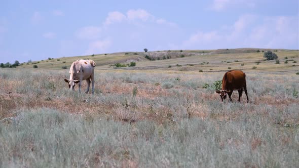 Cows graze in a meadow and eat green grass in hot summer haze alt