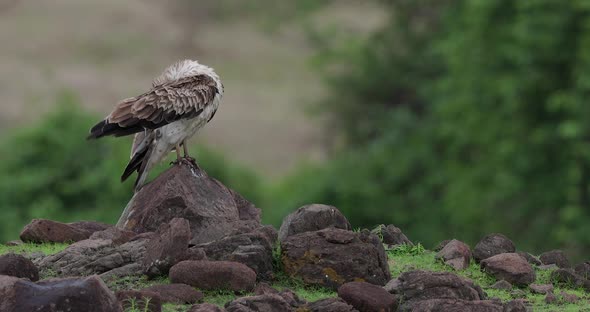 Short Toed Snake Eagle Preening on a windy day as its feathers fly in gentle wind alt