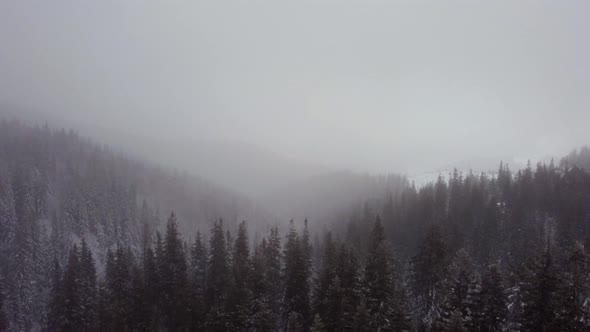 Carpathian spruce forest in the mountains. winter. aerial drone shot. snowfall