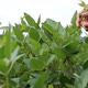 Agronomist inspecting soya bean crops growing in the farm field - VideoHive Item for Sale
