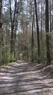 Vertical Video of a Road in the Forest Slow Motion alt