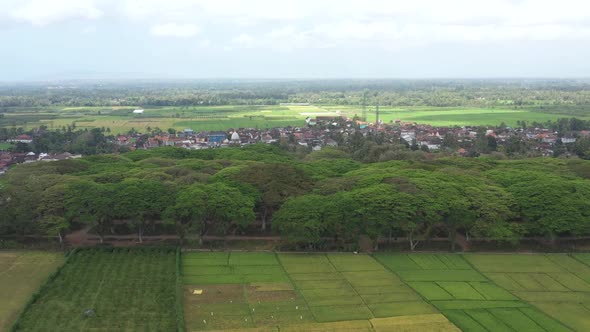 Aerial view of rice paddy with trees in rural area