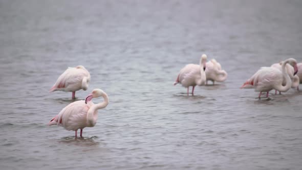 Pink Flamingo Bird Stands in the Water