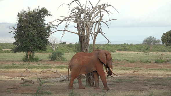 Safari in Kenya and Tanzania. Elephants in an African savanna. alt