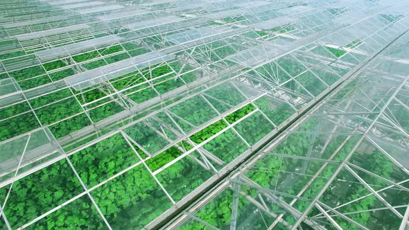 Beautiful Close Up Panorama Aerial Fly Off Over Industrial Greenhouses with Green Sprouts, Sun and