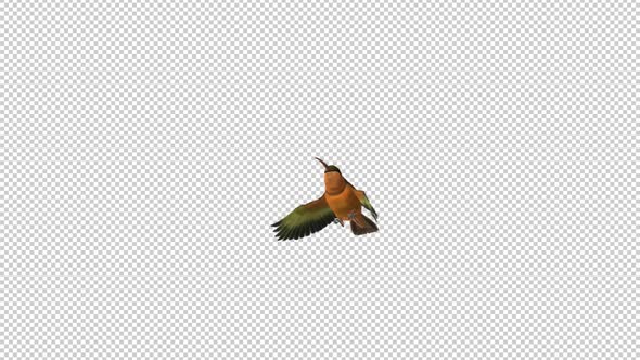 Hummingbird - Rufous Hermit - Flying Over Screen - II - Alpha Channel