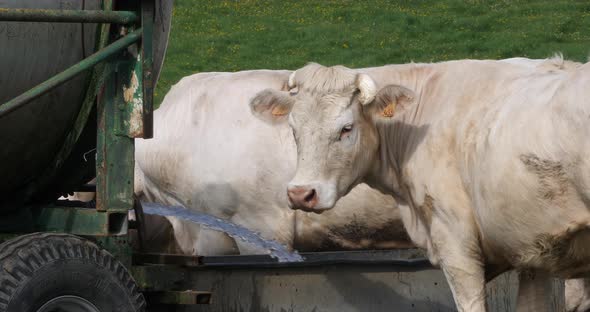 Charolais Cattle, a French Breed, Herd at the trough, Water, Normandy in France, Slow motion 4K alt