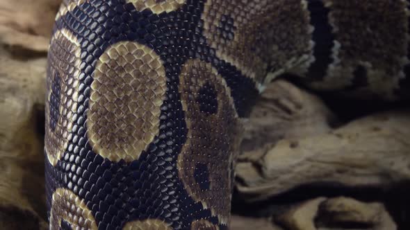 Royal Python or Python Regius on Wooden Snag. Close Up. Macro Shot alt
