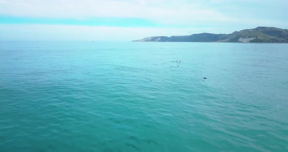 Dolphin Encounter, Dolphins Jumping Outside Kaikoura New Zealand - Dolly In Shot alt