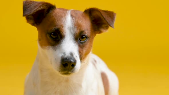 Portrait of a cute dog breed Jack Russell Terrier on a yellow background. 