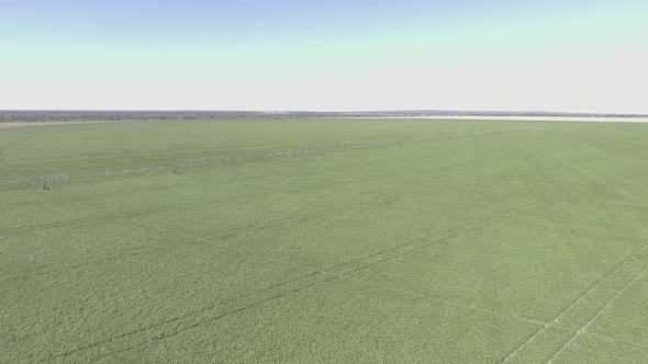 Drone flyover over bean plantation. Brazilian Agriculture.