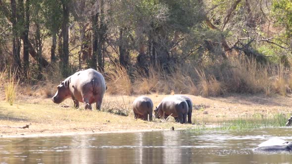 Footage of a big adult hippo in a natural lake in a national park in south africa alt