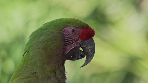 Side close-up of face of colorful red-fronted macawing its tongue alt