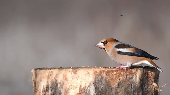 Hawfinch (Coccothraustes coccothraustes) sitting on the winter bird feeder