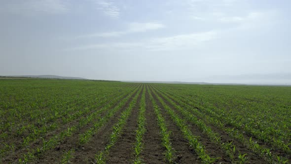 Well designed plant field view