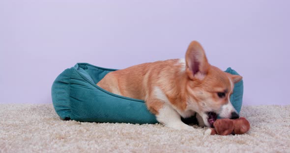 Funny Corgi Pembroke Dog is Lying in a Nest and Plays with Soft Toy Gnawing alt