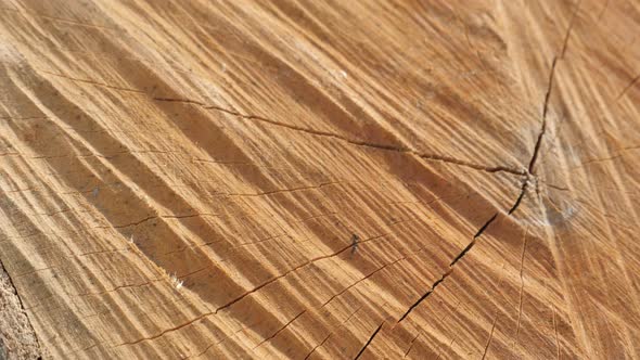 Detailed tree log cross section with annual rings and cracks close-up 4K 2160p 30fps UltraHD tilting alt