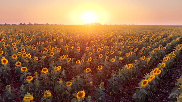 Beautiful Sunflower Field at Sunset