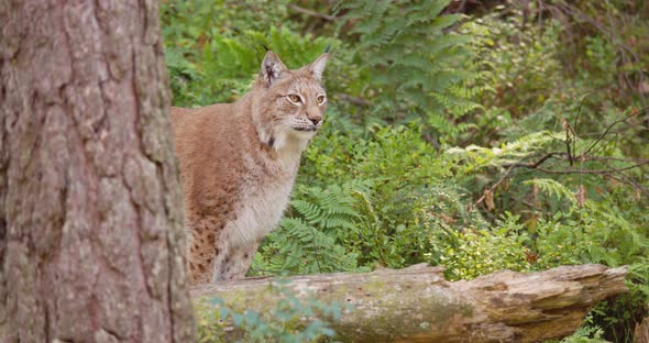 Closeup Portrait of European Lynx Sitting Behind a Tree in the Forest