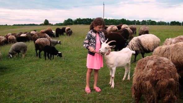 A Child Girl Feeds a Goat with Grass alt