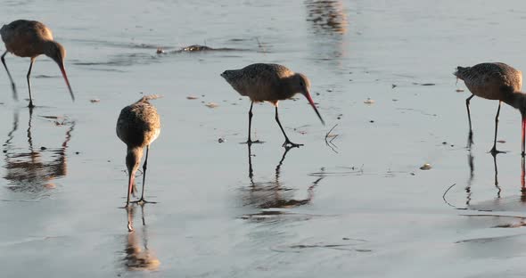 Beautiful Cinematic of Cute and Funny Flock of Small Active Birds. Wild Life alt