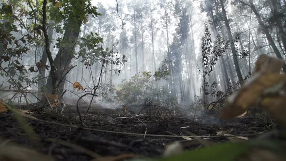 Forest After the Fire. Smoke Rises From the Earth After a Fire.